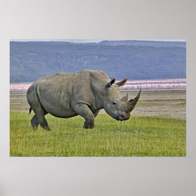 White Rhinoceros och Lesser Flamingos, Poster (Framsidan)