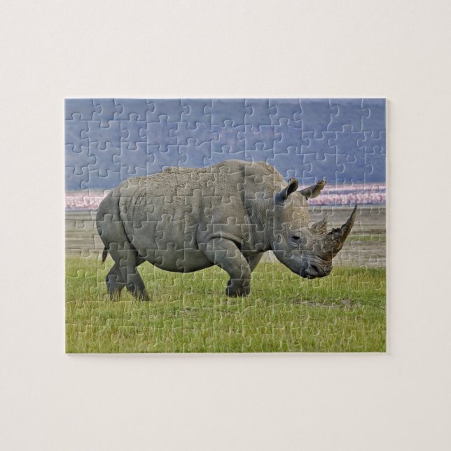 White Rhinoceros och Lesser Flamingos, Pussel (Horisontell)
