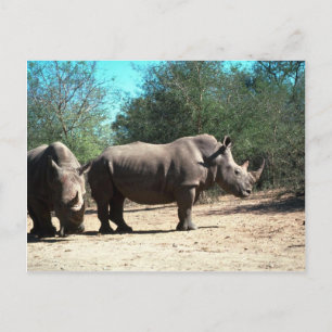 White Rhinos Vykort
