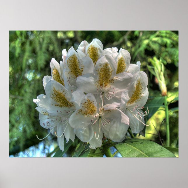 White Rhododendron Poster (Framsidan)