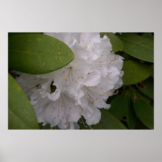 White Rhododendrons Rhododendron Flowers Poster (Framsidan)