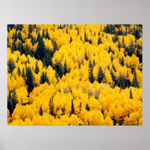 White River National Forest Aspen, Kolorado Poster
