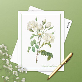 White Rosa Campanulata Redoute Postcard Vykort