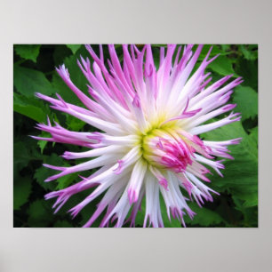 White rosa dahlia - Poster