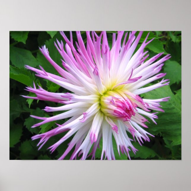 White rosa dahlia - Poster (Framsidan)