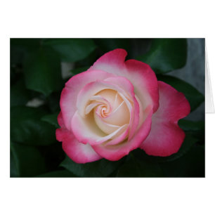 White-Rosa ros Hälsningskort