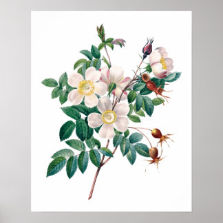 White rosa ros vintage affisch