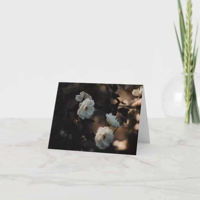 White roses in moody light, Sympathy Kort (Framsida)