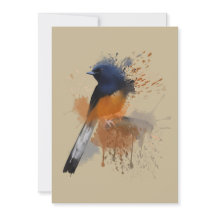 White Rumped Shama Bird