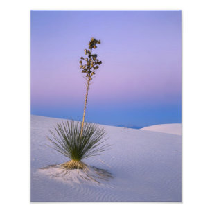 WHITE SANDS NATIONAL MONUMENT, NEW MEXICO. FOTOTRYCK