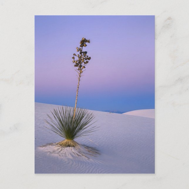 WHITE SANDS NATIONAL MONUMENT, NEW MEXICO. VYKORT (Framsida)