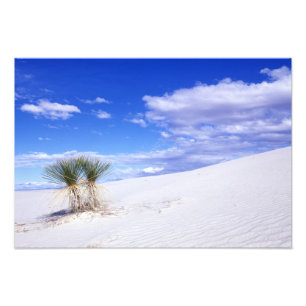 White Sands NM, New Mexico, Förenta Staterna Fototryck