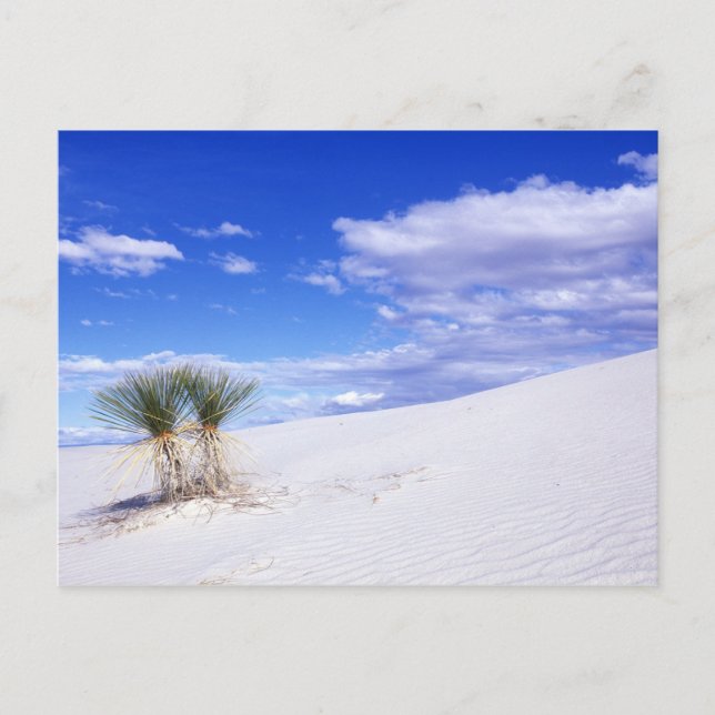 White Sands NM, New mexico, USA Vykort (Framsida)