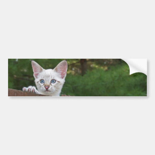 White Savannah Cat Background Bumper Sticker Bildekal