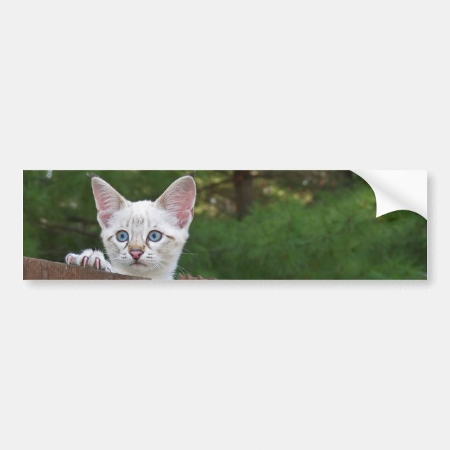 White Savannah Cat Background Bumper Sticker Bildekal (Framsidan)