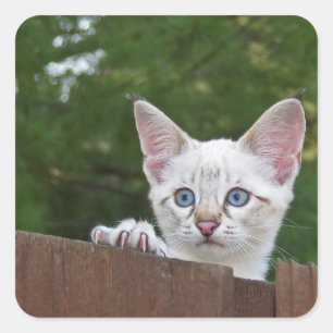 White Savannah Cat Square Sticker Fyrkantigt Klistermärke