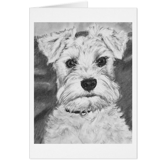 White Schnauzer OBS Kort (Framsidan)