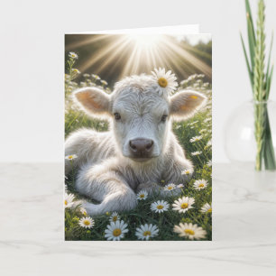 White Scottish Highland Calf Birthday Kort