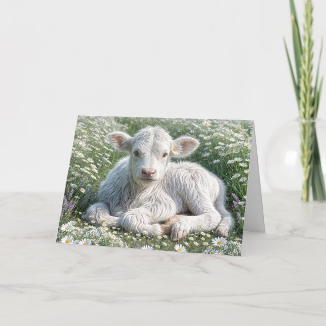 White Scottish Highland Calf i Daisy Birthday Kort (Framsida)