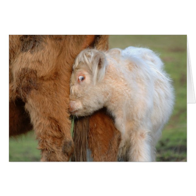 White Scottish Highland Calf Nudges Hans Mor Hälsningskort (Framsidan Horizontal)