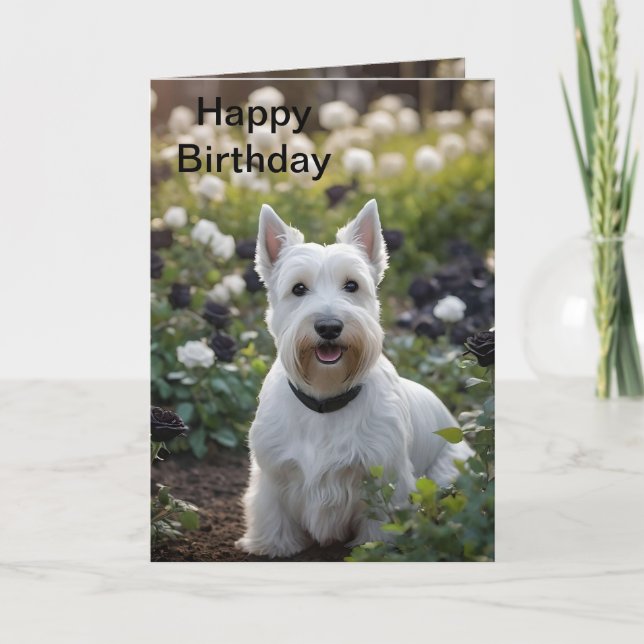 White Scottish Terrier in Black White Ro, Bday Kort (Framsida)