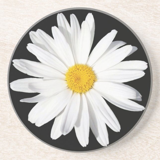 White Shasta Daisy Sandstone Underlägg (Framsidan)