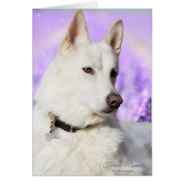 White Shepherd Hund Hälsningskort