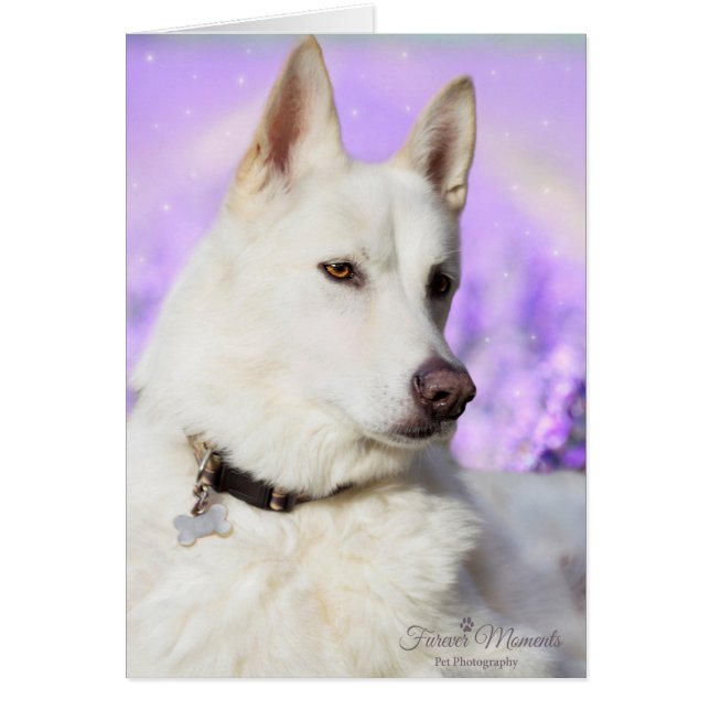 White Shepherd Hund Hälsningskort (Framsidan)