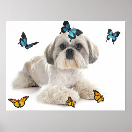 White Shih Tzu Hund Poster