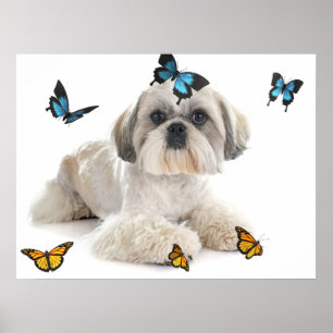 White Shih Tzu Hund Poster