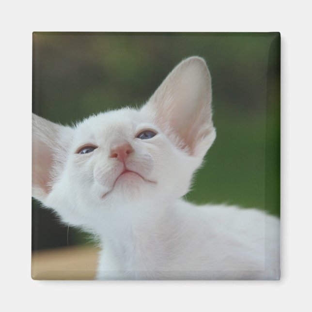 White Siamese Kitten Magnet (Framsidan)