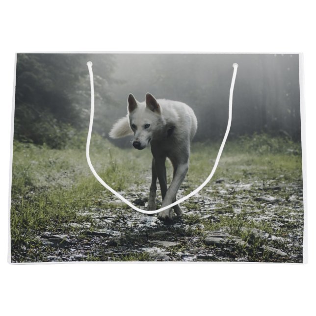 White Siberian husky (Framsidan)
