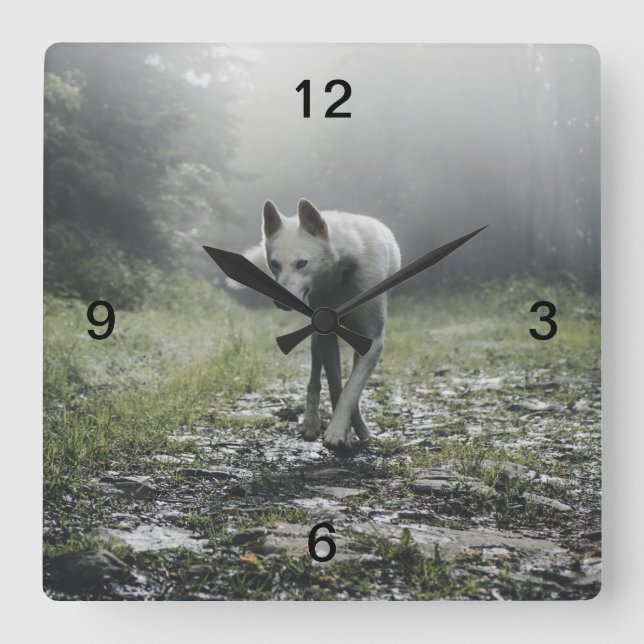 White Siberian husky Fyrkantig Klocka (Framsida)