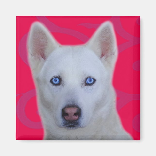White Siberian husky Magnet (Framsidan)