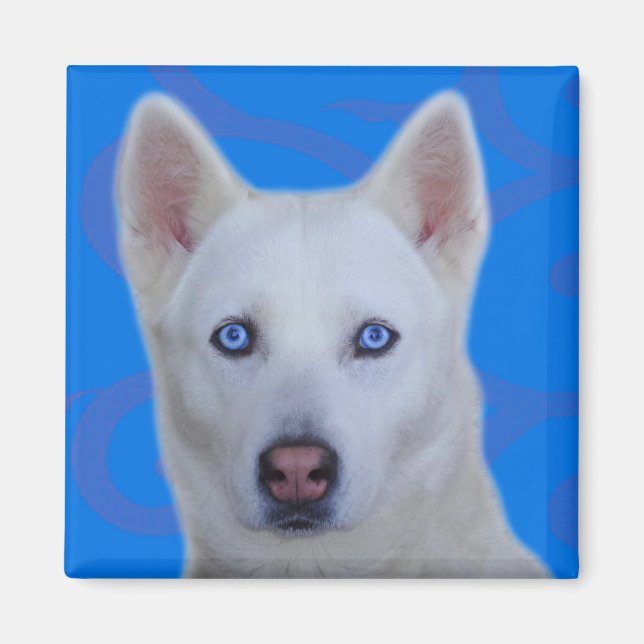 White Siberian husky Magnet (Framsidan)
