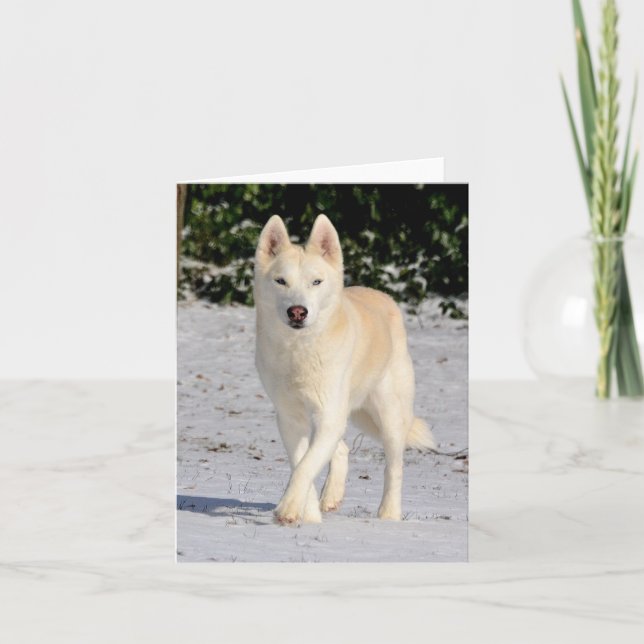 White Siberian husky notecard Kort (Framsida)