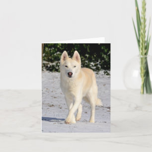 White Siberian husky notecard Kort