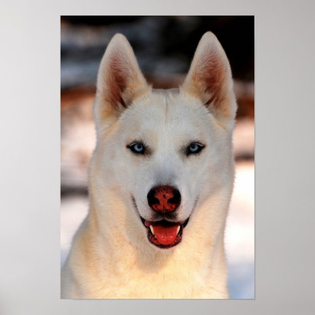 White Siberian husky Photo Poster (Framsidan)