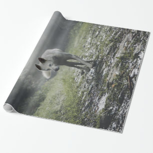 White Siberian husky Presentpapper