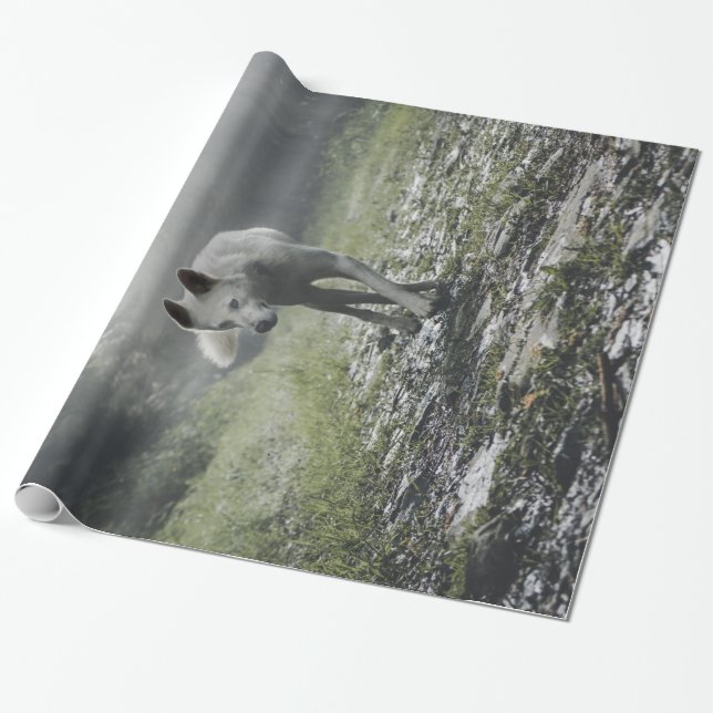 White Siberian husky Presentpapper (Utrullad)