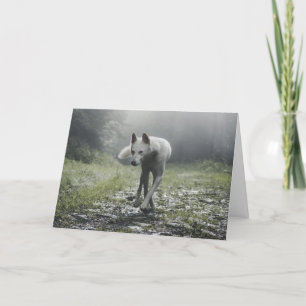 White Siberian husky Tack Kort