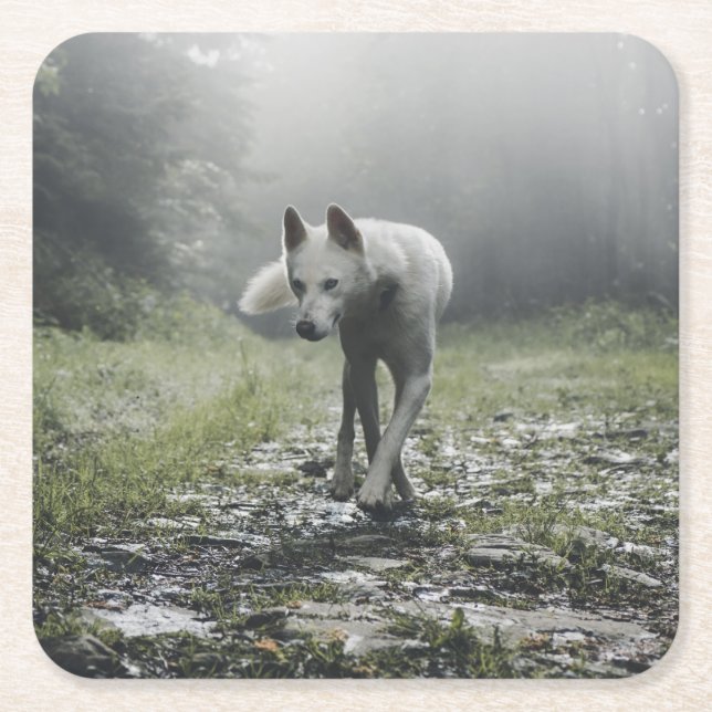 White Siberian husky Underlägg Papper Kvadrat (Framsidan)