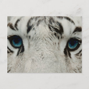 White Siberian Tiger Vykort