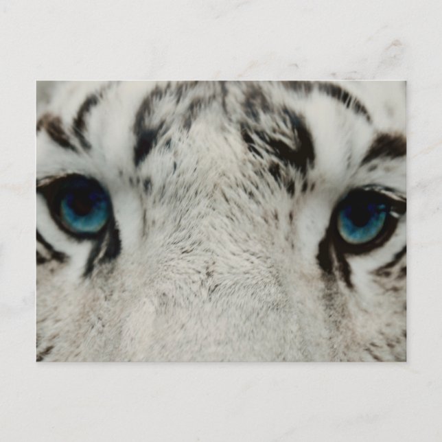 White Siberian Tiger Vykort (Framsida)