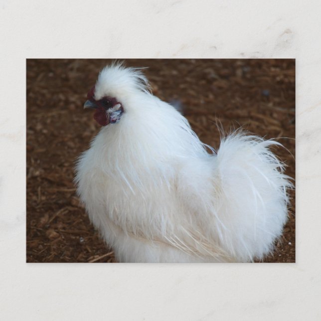White Silkie Chicken Vykort (Framsida)