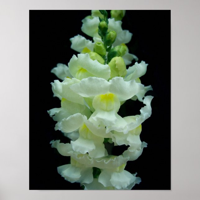 White Snapdragon Poster (Framsidan)