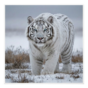 White Snö Tiger Fototryck