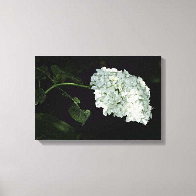 White Snowball Hydrangea - Annabelle Canvastryck (Framsida)