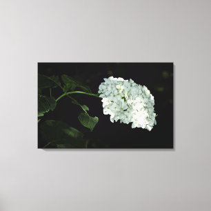 White Snowball Hydrangea - Annabelle Canvastryck