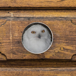 White Snowy Uggla Nature Photo Knopp